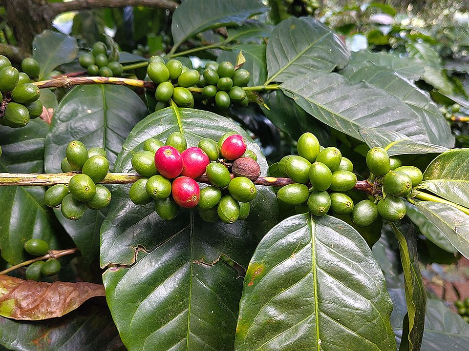 Colombia Field Trip 2025