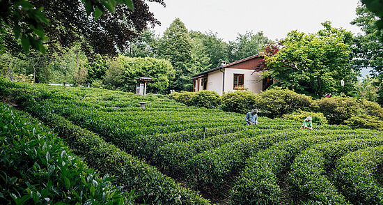 Monte Verità’s tea plantation